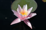 Pink Sensation - Pink Hardy Lily (Bare Root) - Minimum Qty. 3 Per Variety