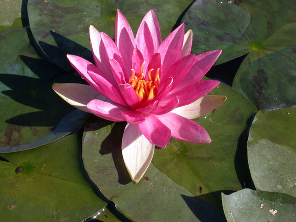 Pink Sparkle - Silvery Pink Hardy Lily (Bare Root) - Minimum Qty. 3 Per Variety