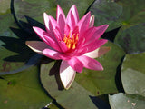 Pink Sparkle - Silvery Pink Hardy Lily (Bare Root) - Minimum Qty. 3 Per Variety