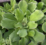 Jurassic Water Lettuce (Pistia Stratiotes 'Jurassic')
