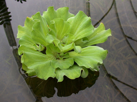 Ruffled Water Lettuce (Pistia Stratiotes 'Ruffled') - Minimum Order Qty. 6