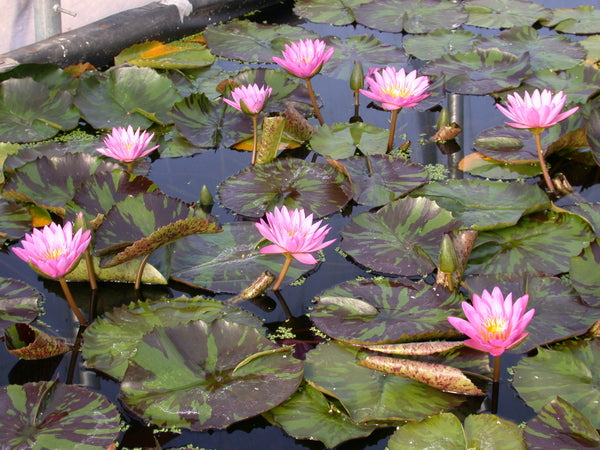 'Queen of Siam' - Pink Day Blooming Tropical Lily (Bare Root)