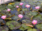 'Queen of Siam' - Pink Day Blooming Tropical Lily (Bare Root)