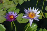'Rhonda Kay' - Lavender Day Blooming Tropical Lily (Bare Root)