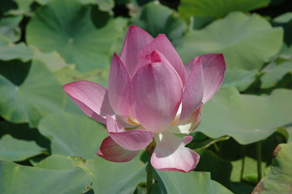 'Rosy Clouds' Lotus - Single Pink Small to Medium (Bare Root Tuber) - Min Qty. 2 Per Variety