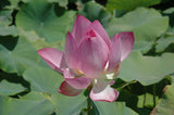 'Rosy Clouds' Lotus - Single Pink Small to Medium (Bare Root Tuber) - Min Qty. 2 Per Variety