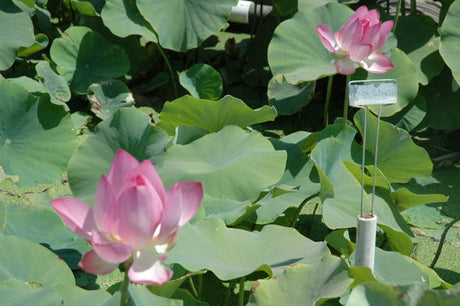 'Rosy Clouds' Lotus - Single Pink Small to Medium (Bare Root Tuber) - Min Qty. 2 Per Variety