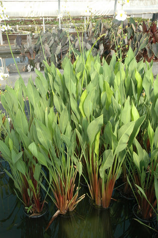 Sagittaria Lancifolia 'Ruminoides' (Redstem Sagittaria) (Bare Root) - Minimum Qty. 5 Per Variety