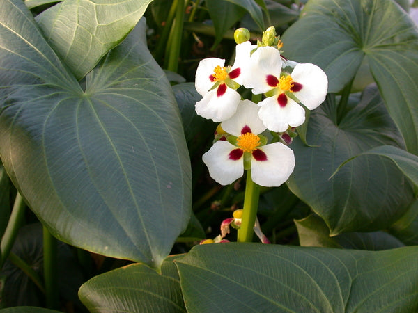 Sagittaria Montevidensis 'Aztec Arrowhead' (Bare Root) - Minimum Qty. 5 Per Variety
