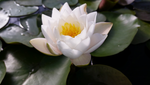 'Siam Jasmine' White Hardy Lily (Bare Root) - Minimum Qty. 3 Per Variety (NEW)