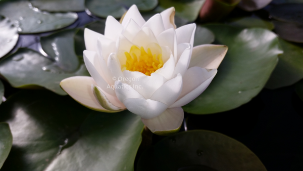 white hardy water lily Siam Jasmine' White Hardy Lily (Bare Root)