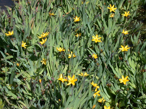 Sisyrinchium Californicum 'Yellow Eyed Grass' (Bare Root) - Minimum Qty. 6 Per Variety