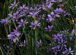Sisyrinchium Montanum 'Blue Eyed Grass' (Bare Root) - Minimum Qty. 6 Per Variety