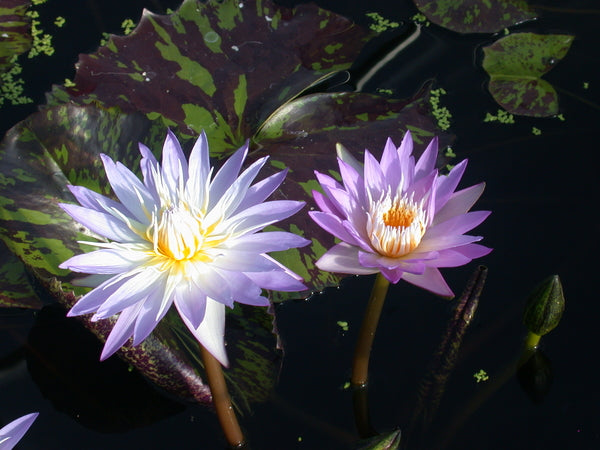 'Star of Siam' - Bicolor Blue Day Blooming Tropical Lily (Bare Root)