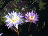 'Star of Siam' - Bicolor Blue Day Blooming Tropical Lily (Bare Root)