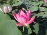 'Sunny Sky' Lotus - Light Red Small (Bare Root Tuber) - Min Qty. 3 Per Variety