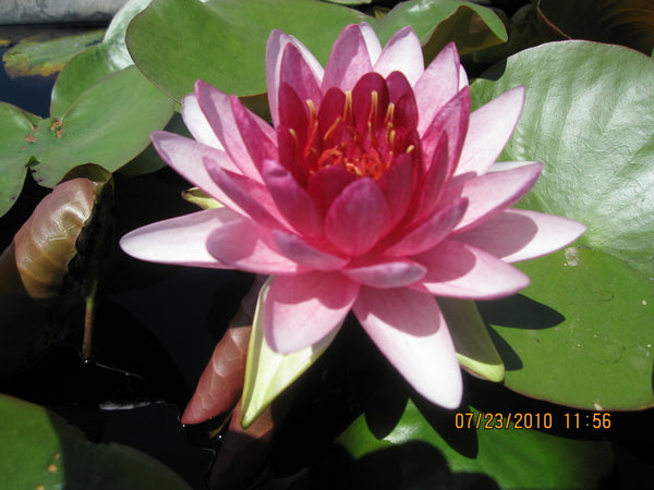 'Super Red' - Red Hardy Lily (Bare Root) - Minimum Qty. 3 Per Variety