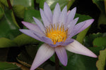 'Teri Dunn' - Bluish Purple Day Blooming Tropical Lily (Bare Root)