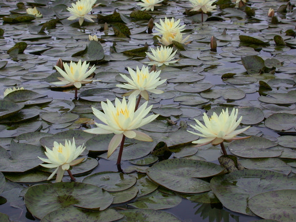 Texas Dawn - Large Yellow Hardy Lily (Bare Root) - Minimum Qty. 3 Per Variety