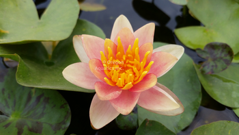 'Chrysantha' Dwarf Changeable Hardy Lily (Bare Root) - Minimum Qty. 3 Per Variety