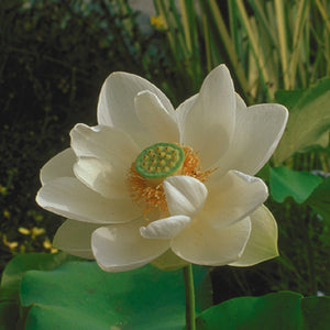 'Alba Grandiflora' Lotus - Single Classic White Large (Bare Root Tuber)