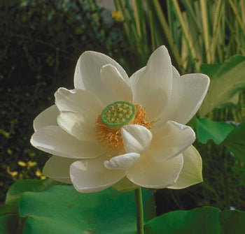 'Alba Grandiflora' Lotus - Single Classic White Large (Bare Root Tuber) - Min Qty. 3 Per Variety