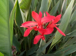 Red Canna 'Endeavor' (Bare Root) - Minimum Qty. 6 Per Variety