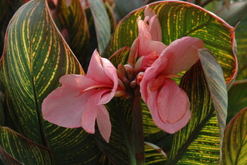 Canna 'Pink Sunburst' (Bare Root) - Minimum Qty. 3 Per Variety (POPULAR)