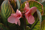 Canna 'Pink Sunburst' (Bare Root) - Minimum Qty. 3 Per Variety (POPULAR)