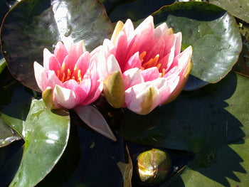 Charlies Choice - Changeable Hardy Lily (Bare Root) - Minimum Qty. 3 Per Variety