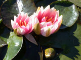Charlies Choice - Changeable Hardy Lily (Bare Root) - Minimum Qty. 3 Per Variety
