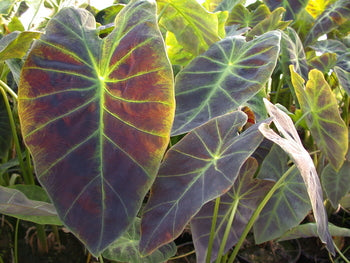 Colocasia Antiquorum 'Imperial' Taro (Bare Root) - Minimum Order Qty. 5 Per Variety