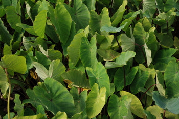 Colocasia Esculenta 'Chicago Harlequin' Taro (Bare Root) - Minimum Order Qty. 3 Per Variety