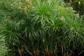 Cyperus Percamenthus 'Compact Giant Papyrus' (Bare Root) - Minimum Order Qty. 6 Per Variety