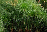 Cyperus Percamenthus 'Compact Giant Papyrus' (Bare Root) - Minimum Order Qty. 6 Per Variety
