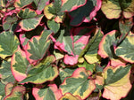 Houttuynia Cordata Variegata 'Chameleon Plant' (Bare Root) - Minimum Qty. 5 Per Variety