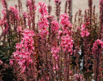 Lobelia 'Pink Cardinal' (Bare Root) - Minimum Qty. 5 Per Variety