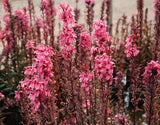 Lobelia 'Pink Cardinal' (Bare Root) - Minimum Qty. 5 Per Variety