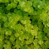 Lysmachia Nummilaria 'Aurea' 'Golden Creeping Jenny' (Bare Root) - Minimum Qty. 6 Per Variety