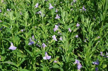Mimulus Ringens 'Lavender Musk' (Bare Root) - Minimum Qty. 5 Per Variety