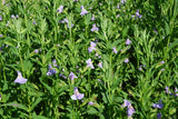 Mimulus Ringens 'Lavender Musk' (Bare Root) - Minimum Qty. 5 Per Variety