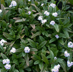 Myosotis Scirpoidis 'Blue Forget-Me-Not' (Bare Root) - Minimum Qty. 5 Per Variety