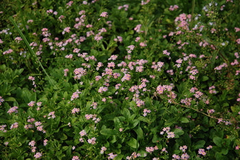 Myosotis Scirpoidis Pinkie 'Pink Forget-Me-Not' (Bare Root) - Minimum Qty. 5 Per Variety