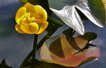 Nuphar Japonica 'Japanese Pond Lily' (Bare Root) - Minimum Qty. 5 Per Variety
