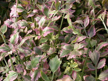 Oenantha Javanica Flamingo 'Variegated Water Celery' (Bare Root) - Minimum Qty. 6 Per Variety