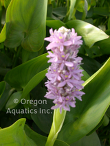 Pontederia Cordata Pink Pons 'Pink Pickerel Rush' (Bare Root) - Minimum Order Qty. 5