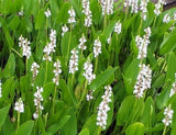 Pontederia Cordata Alba 'White Pickerel Rush' (Bare Root) - Minimum Order Qty. 5