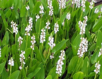 Pontederia Cordata Alba 'White Pickerel Rush' (Bare Root) - Minimum Order Qty. 5