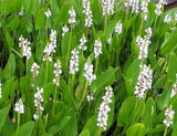 Pontederia Cordata Alba 'White Pickerel Rush' (Bare Root) - Minimum Order Qty. 6