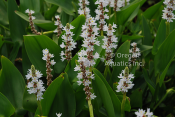 Pontederia Cordata Alba 'White Pickerel Rush' (Bare Root) - Minimum Order Qty. 5
